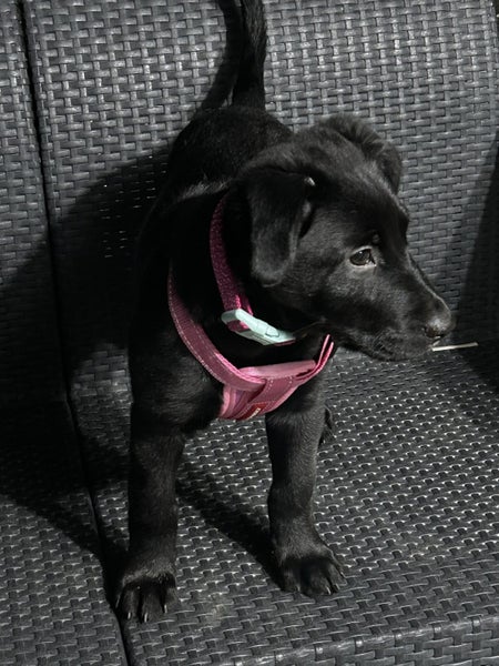 Heading Dog × Huntaway Bitch Pup – 3 Months Old Carousel 5