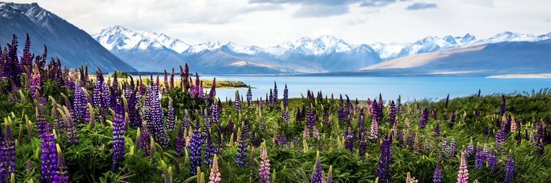 Rokit Wall Art Flowering Lupins At Lake Tekapo Extra large Canvas Print Carousel 2