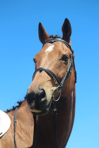 HORSE FOR LEASE Carousel 1