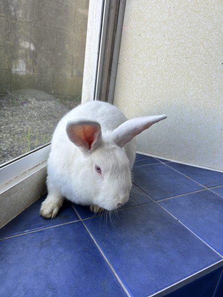 White Rabbits for sale Carousel 2