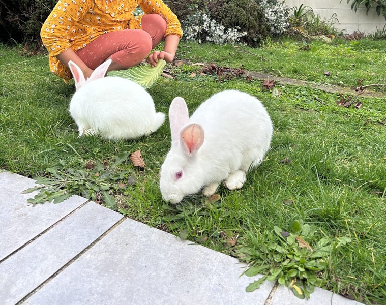 White Rabbits for sale Carousel 3
