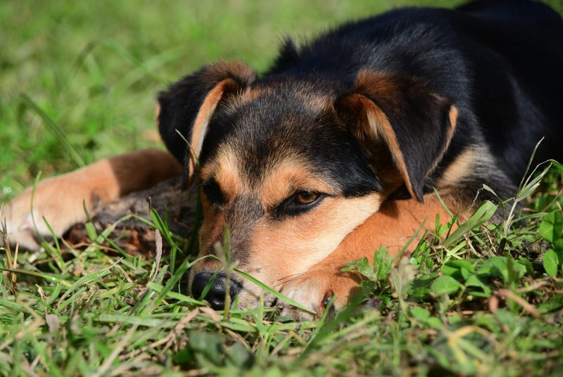Luke, 4 months old loving, good temperament Huntaway - Border Collie puppy Carousel 7