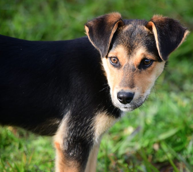 Luke, 4 months old loving, good temperament Huntaway - Border Collie puppy Carousel 2