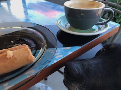Ex Tasman Pound Dog Baxter is looking for a home Carousel 10