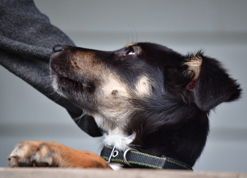 Jasper, 4 months old intelligent, fantastic temperament Huntaway- Border Collie Carousel 10