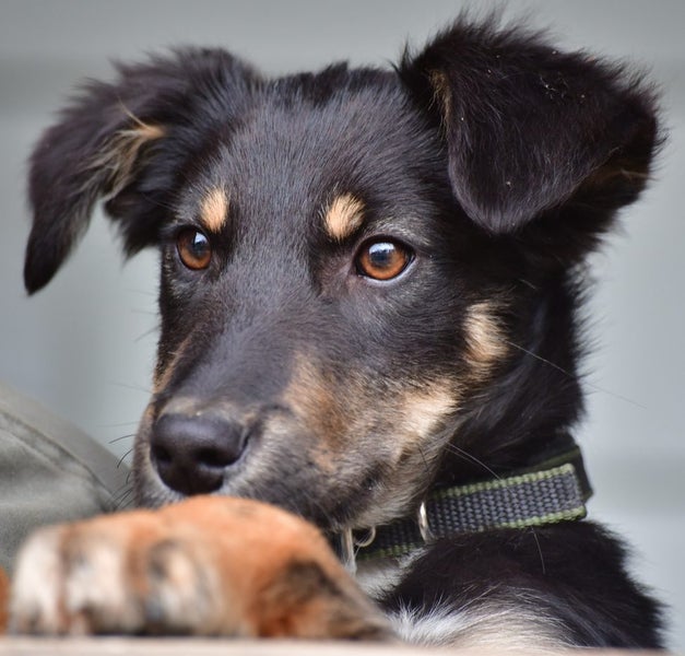 Jasper, 4 months old intelligent, fantastic temperament Huntaway- Border Collie Carousel 2