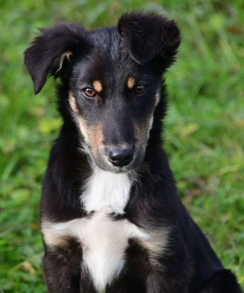 Jasper, 4 months old intelligent, fantastic temperament Huntaway- Border Collie Carousel 1