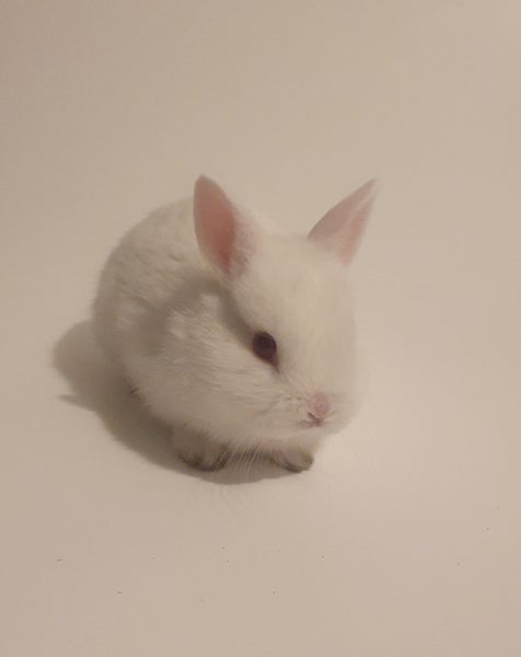Gorgeous rabbits for sale, Jersey Wooly, Netherland Dwarf, pick up Helensville Carousel 1
