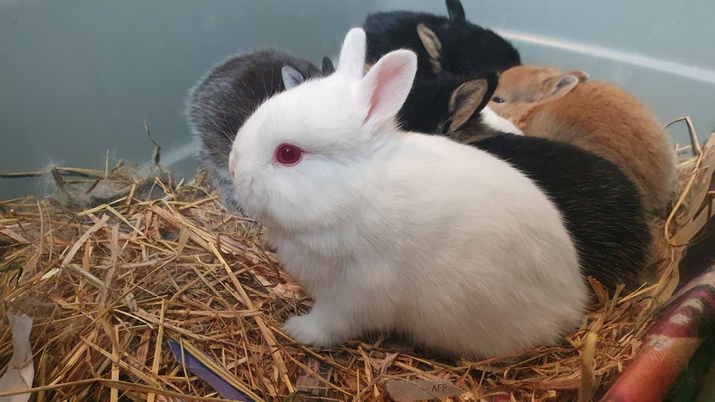 Gorgeous rabbits for sale, Jersey Wooly, Netherland Dwarf, pick up Helensville Carousel 2