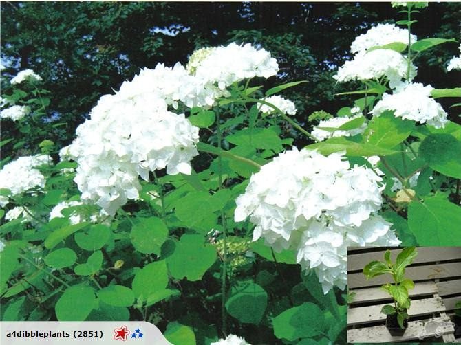 Hydrangea mixed x 10 Carousel 1