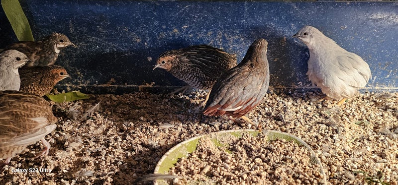 Chinese Quails for Sale $10~$20 Carousel 1