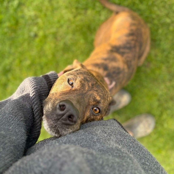 Keira - Huntaway X - BOI Animal Rescue Trust Carousel 1
