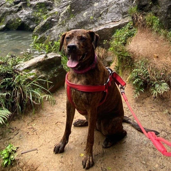 Keira - Huntaway X - BOI Animal Rescue Trust Carousel 2