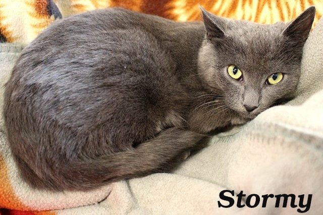 Cats Protection Canterbury - New Arrivals 19/8/25 Carousel 2