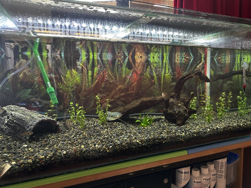 Fish tank 140L Carousel 1