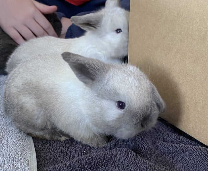 Baby Rabbits Carousel 1