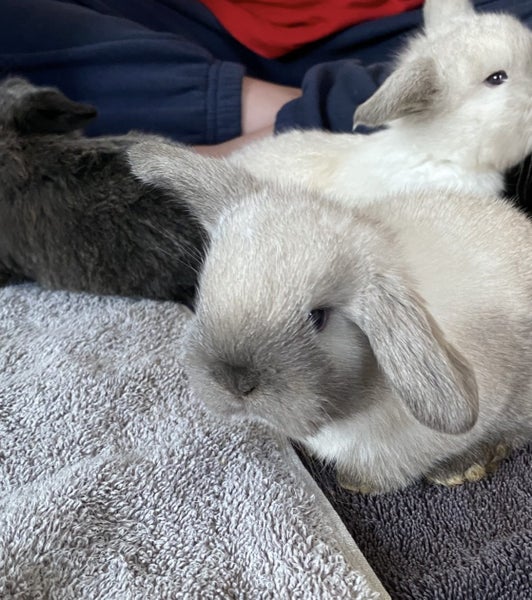 Baby Rabbits Carousel 2