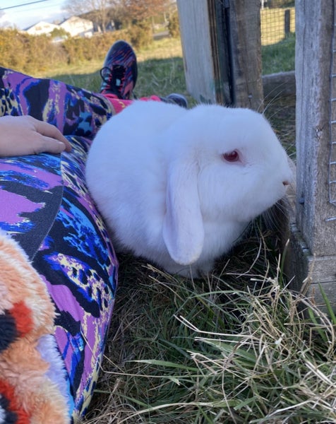 Baby Rabbits Carousel 12