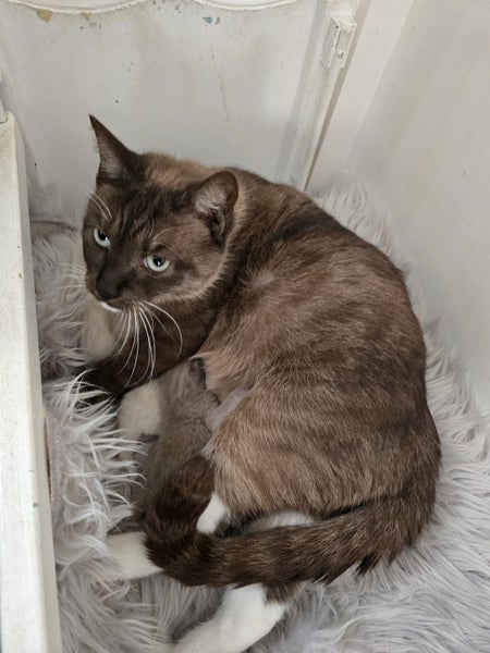 BURMESE X RAGDOLL KITTENS 2 FEMALES 2 MALES Carousel 2