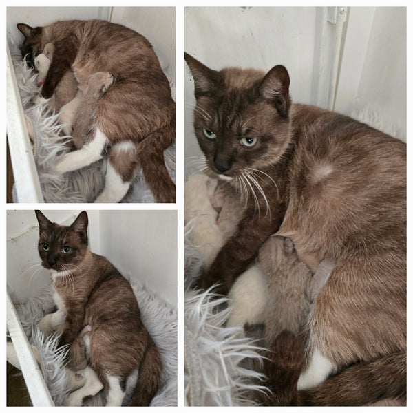 BURMESE X RAGDOLL KITTENS 2 FEMALES 2 MALES Carousel 1