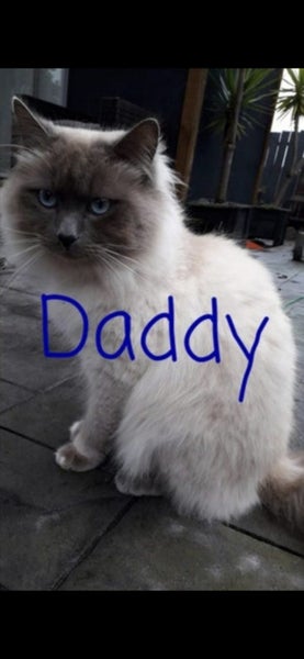 BURMESE X RAGDOLL KITTENS 2 FEMALES 2 MALES Carousel 9