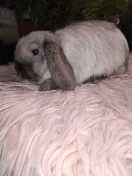 Purebred minilops Carousel 14