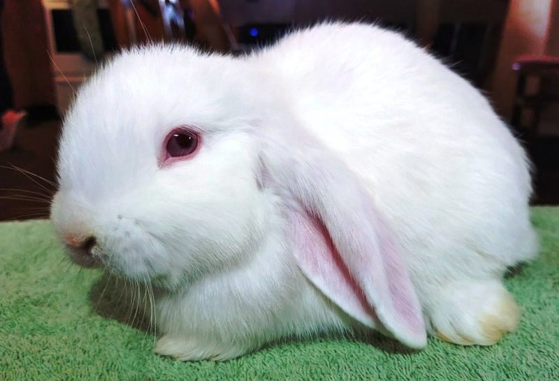 Baby Rabbits - Cute & Attractive Carousel 2