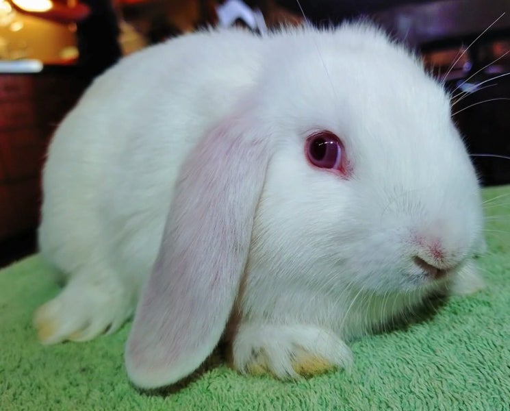 Baby Rabbits - Cute & Attractive Carousel 2