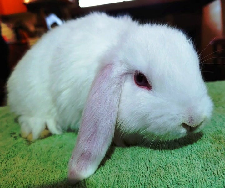 Baby Rabbits - Cute & Attractive Carousel 3