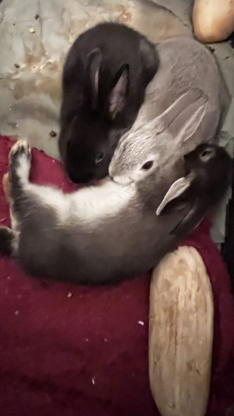 Cute Netherland Dwarf x NZ white Baby Rabbits Carousel 5
