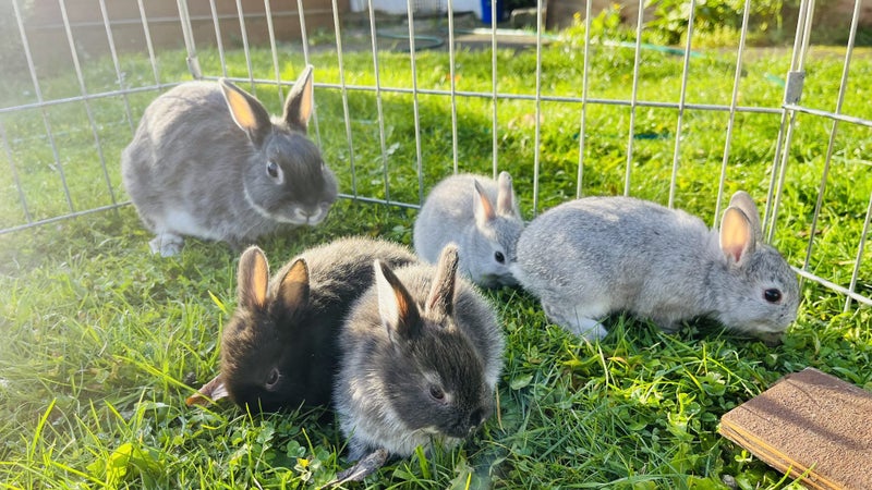 Cute Netherland Dwarf x NZ white Baby Rabbits Carousel 1