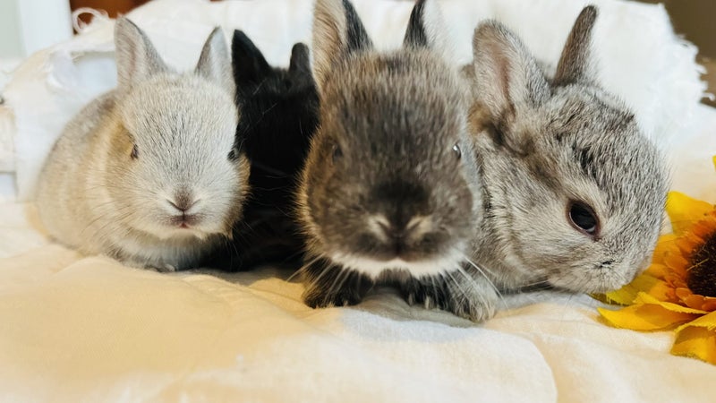 Cute Netherland Dwarf x NZ white Baby Rabbits Carousel 2