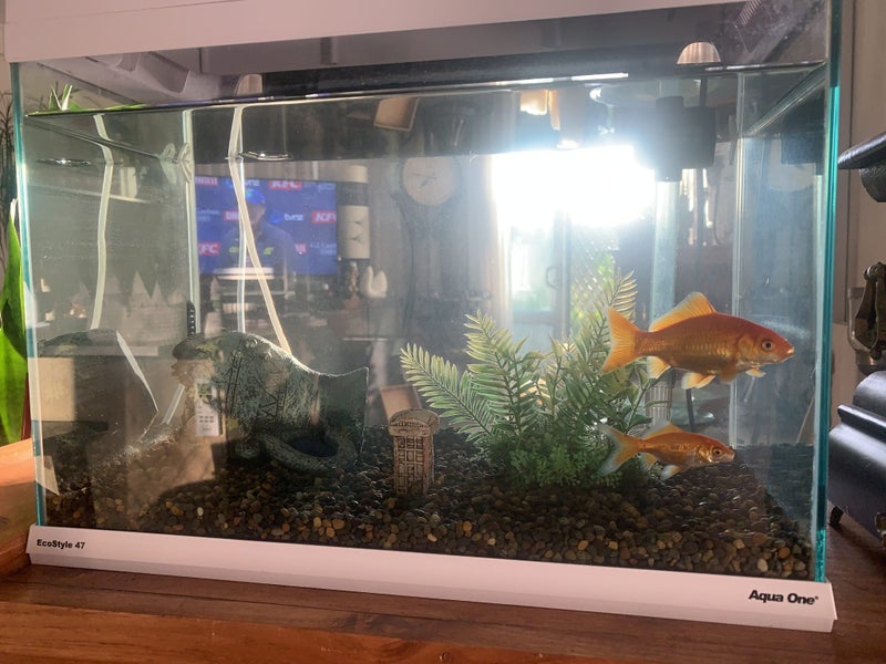 Aqua One EcoStyle 47 38L Plus 2 x Goldfish & Accessories Carousel 2