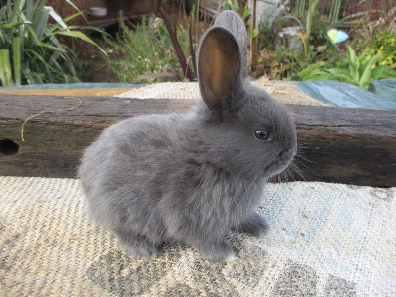 Flemish Giant Rabbits Carousel 1