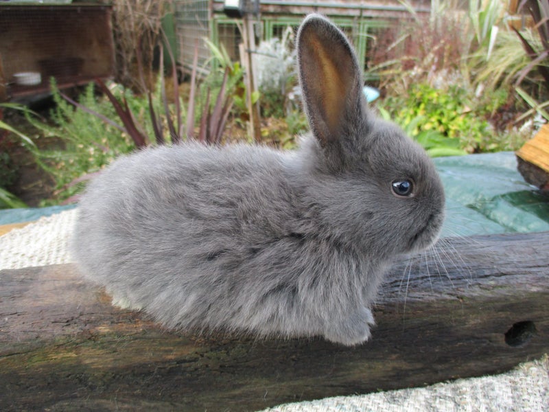 Flemish Giant Rabbits Carousel 2