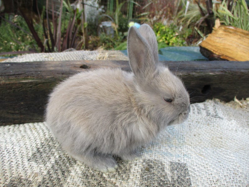 Flemish Giant Rabbits Carousel 10