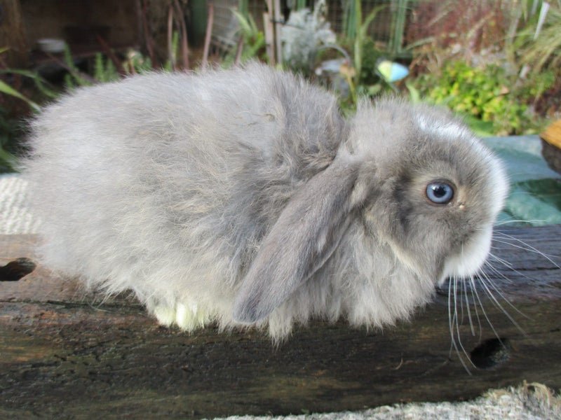 Mini Lop Rabbits Carousel 1