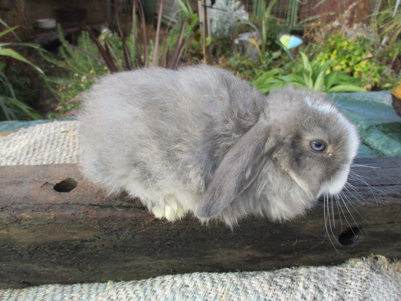Mini Lop Rabbits Carousel 2