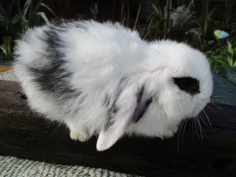 Mini Lop Rabbits Carousel 8