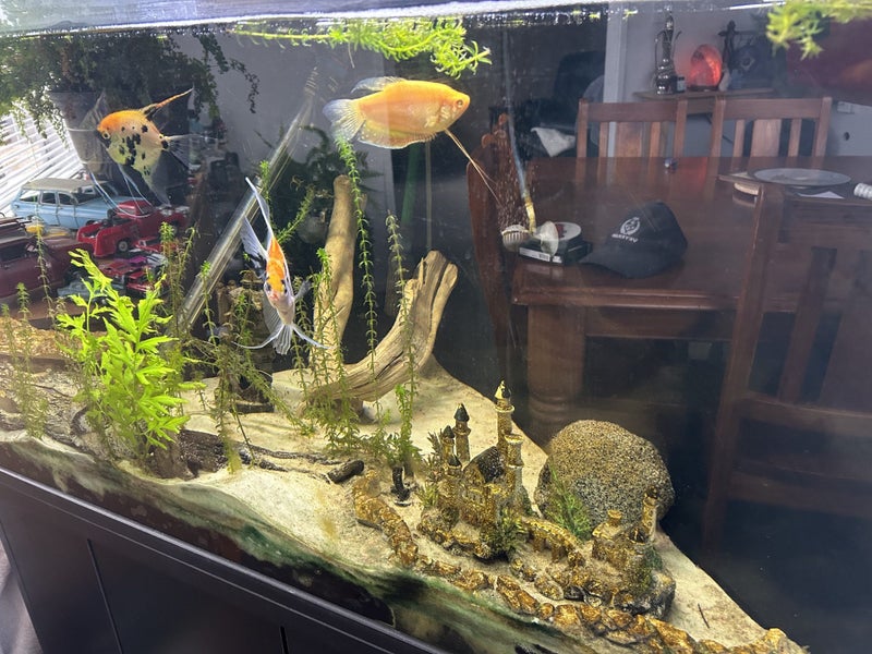Large Corner Tropical Fish Tank with fish and multiple accessories Carousel 2