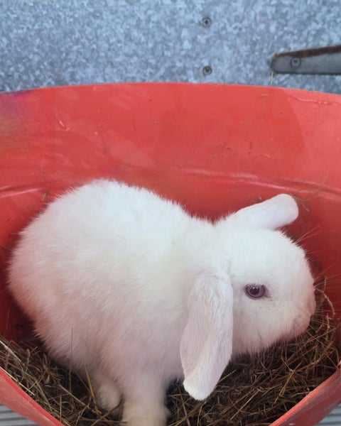 Cute Rabbits Carousel 1