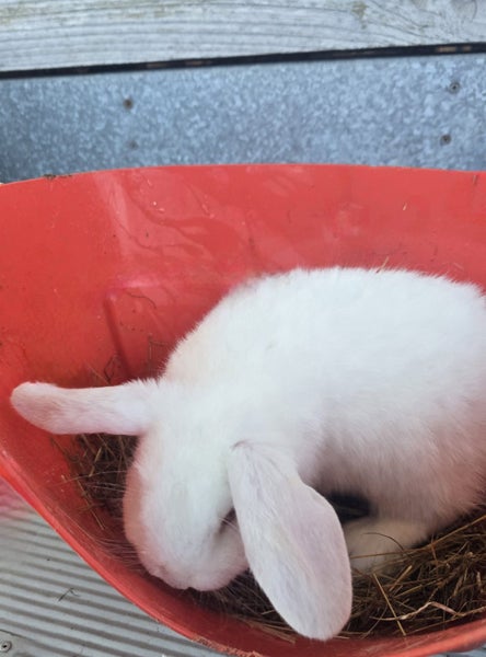 Cute Rabbits Carousel 12