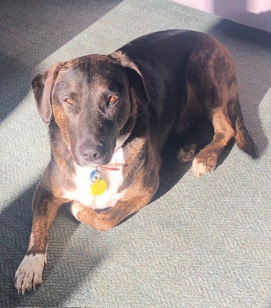 Bentley (Ellie's Canine Rescue & Rehome) Carousel 2