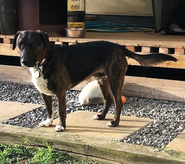 Bentley (Ellie's Canine Rescue & Rehome) Carousel 4