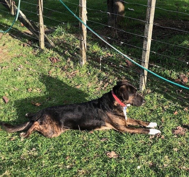 Bentley (Ellie's Canine Rescue & Rehome) Carousel 1