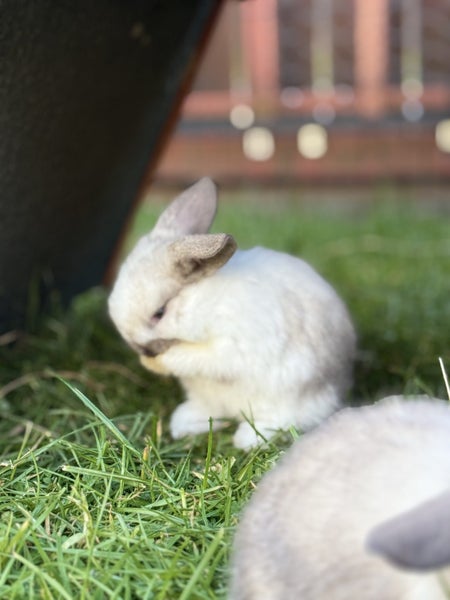 Mini lop bunnies Carousel 2