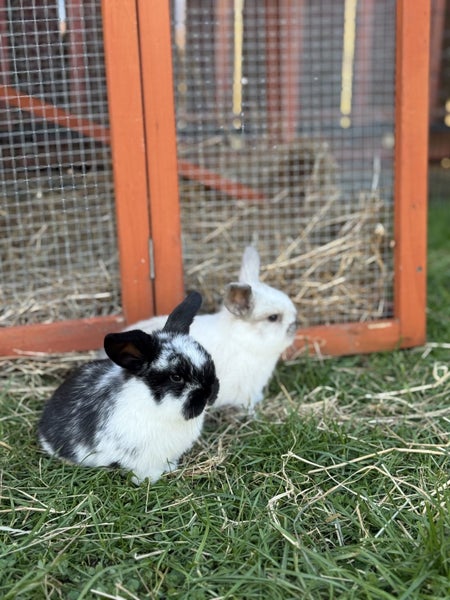 Mini lop bunnies Carousel 13
