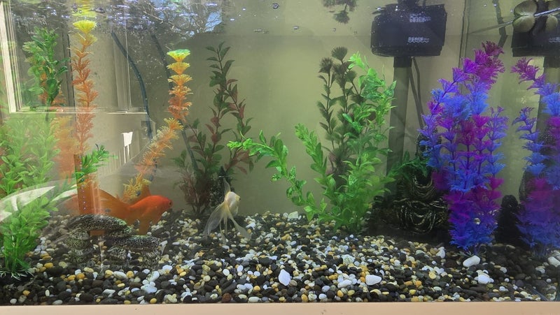 60L Fish Tank - Everything you need Carousel 2