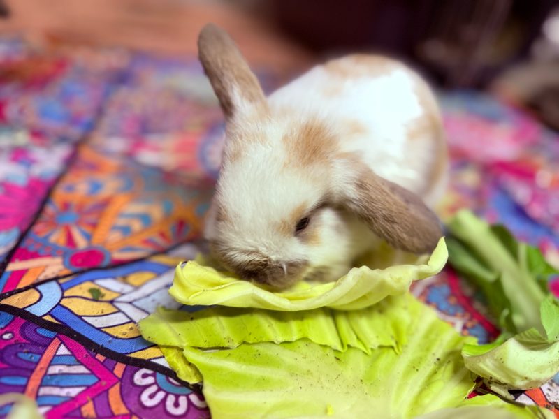 Mini lop bunny rabbits Carousel 1