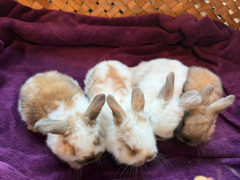 Mini lop bunny rabbits Carousel 2